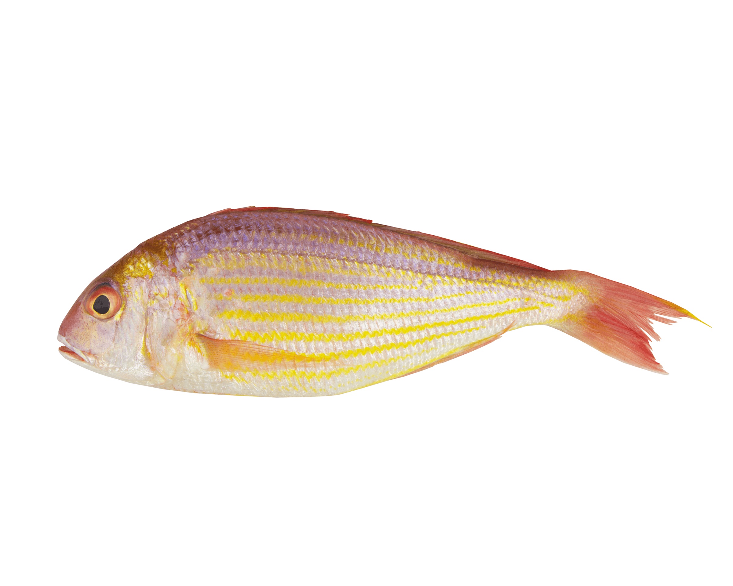 Threadfin Bream