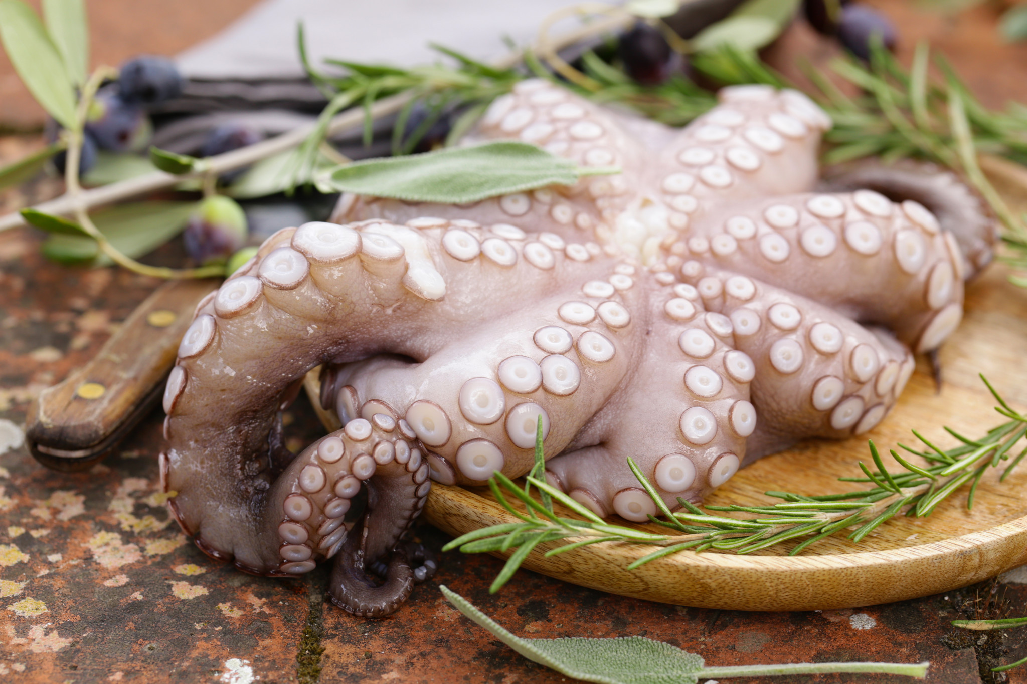 Octopus