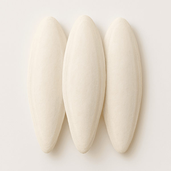 Cuttlefish Bone – Polished